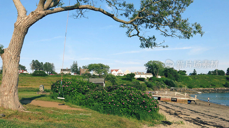 Overhanging Tree Branch with Rope Swing by Marina in Maine